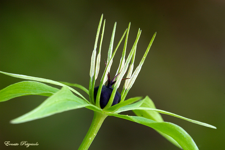 Paris quadrifolia / Uva di Volpe